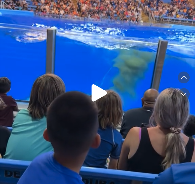 a group of people watching a dolphin show