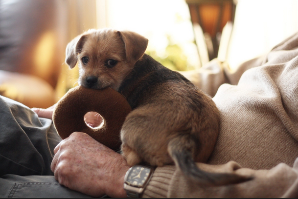 a dog on a person's shoulder