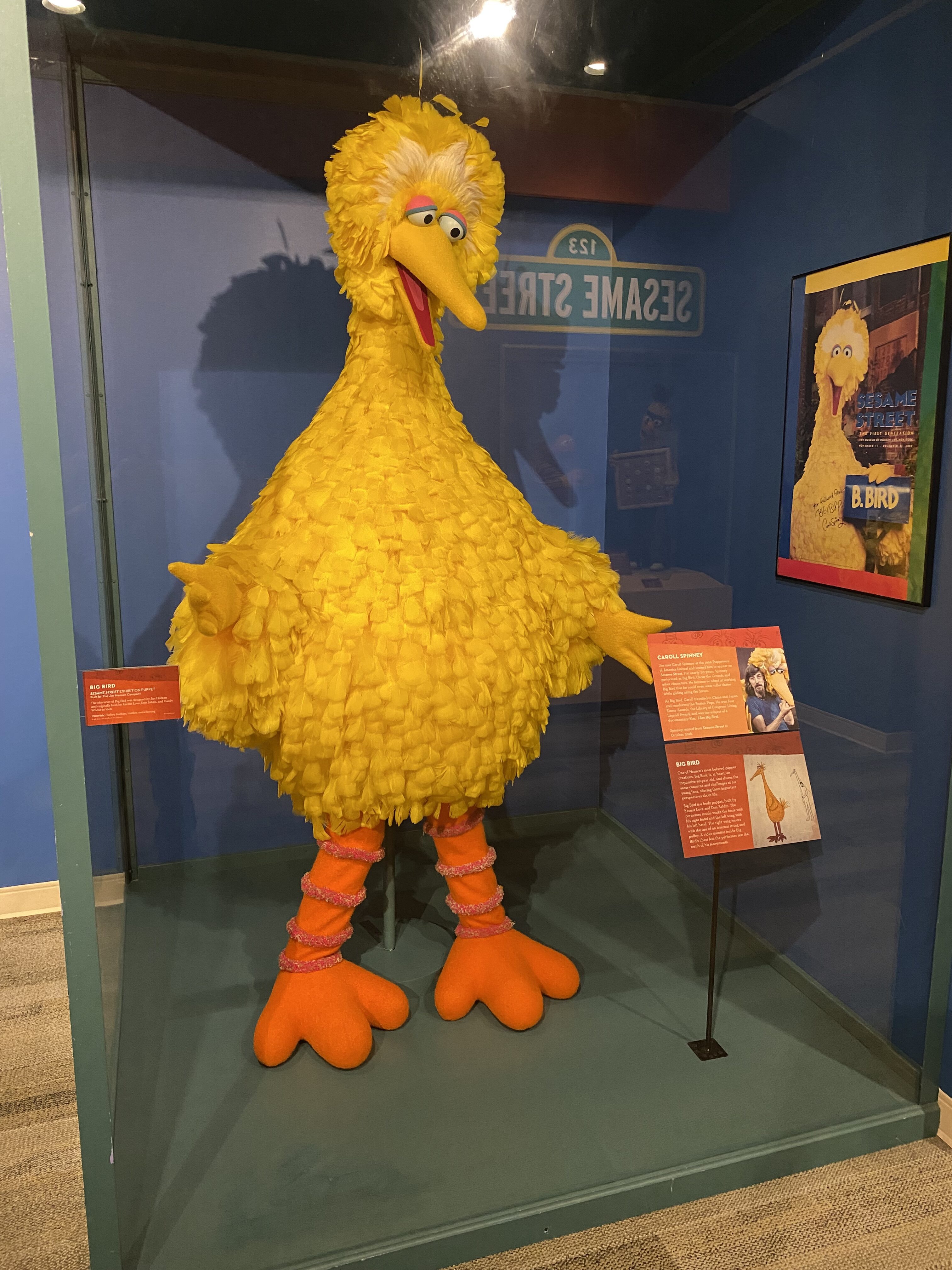 a yellow bird in a display case