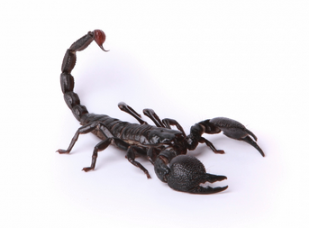 a scorpion with a red dot on its tail