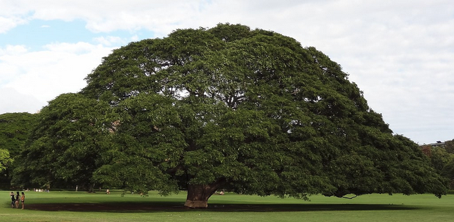 a large tree in a field with Moanalua Gardens in the background