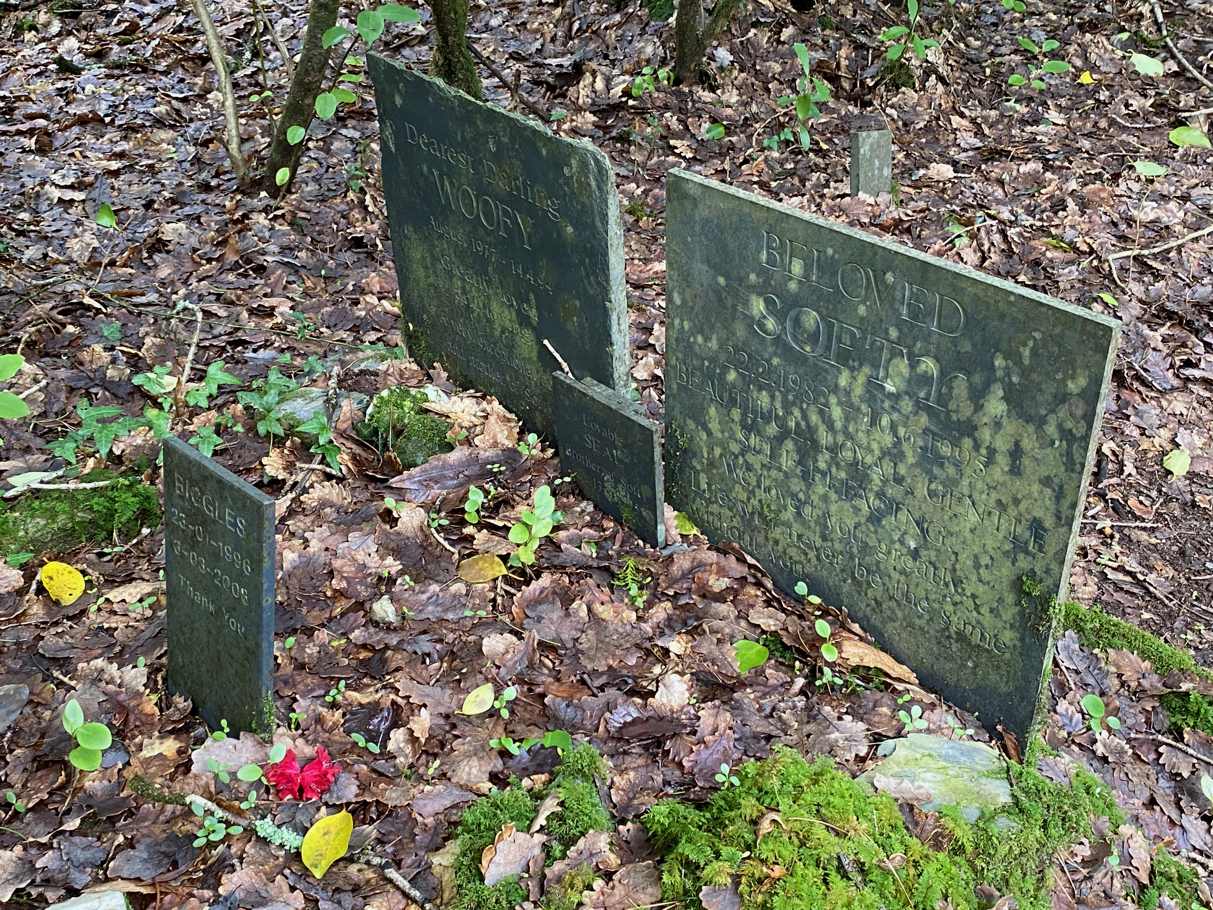 a group of headstones in a forest