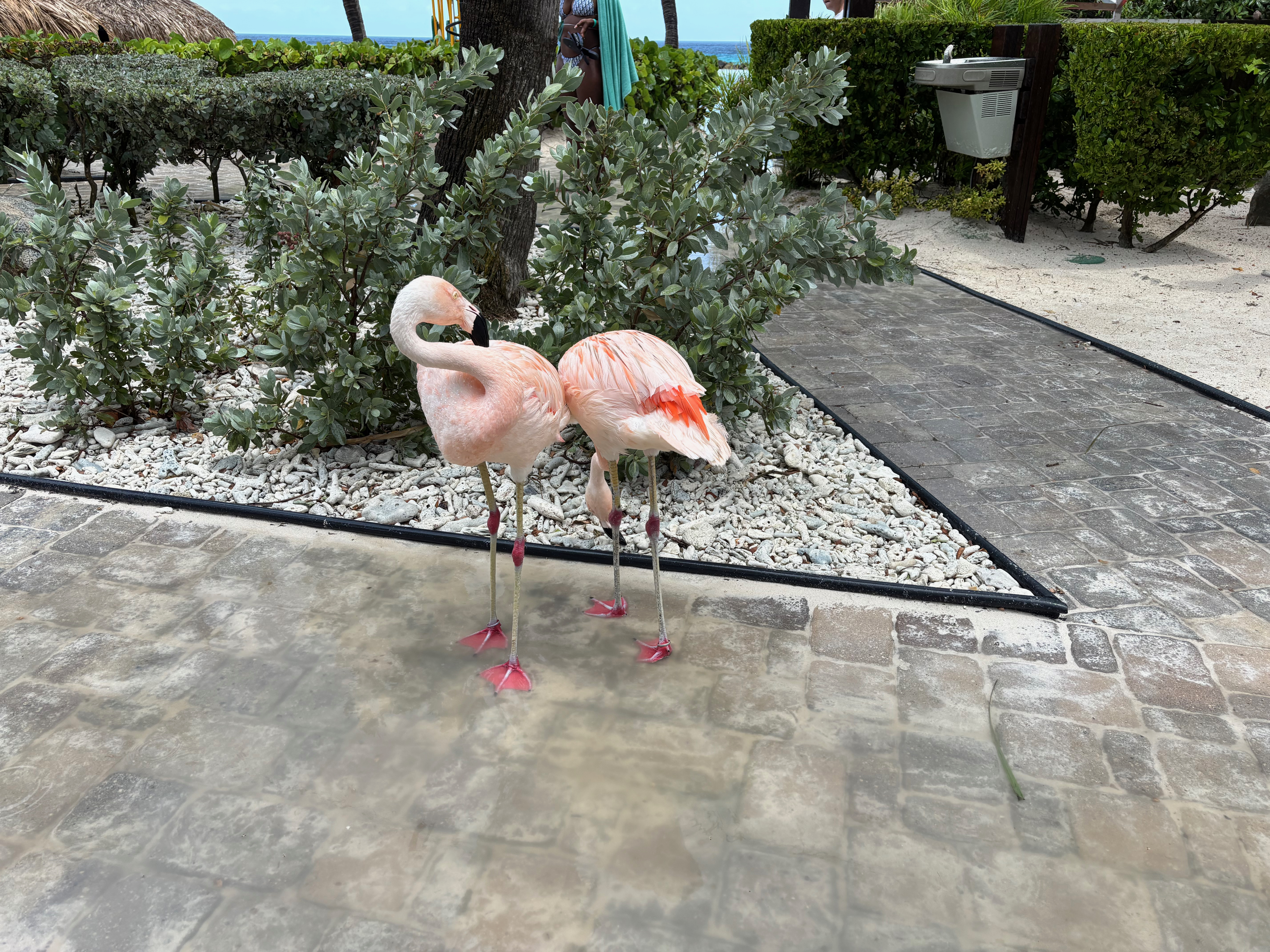 two flamingos standing on a sidewalk