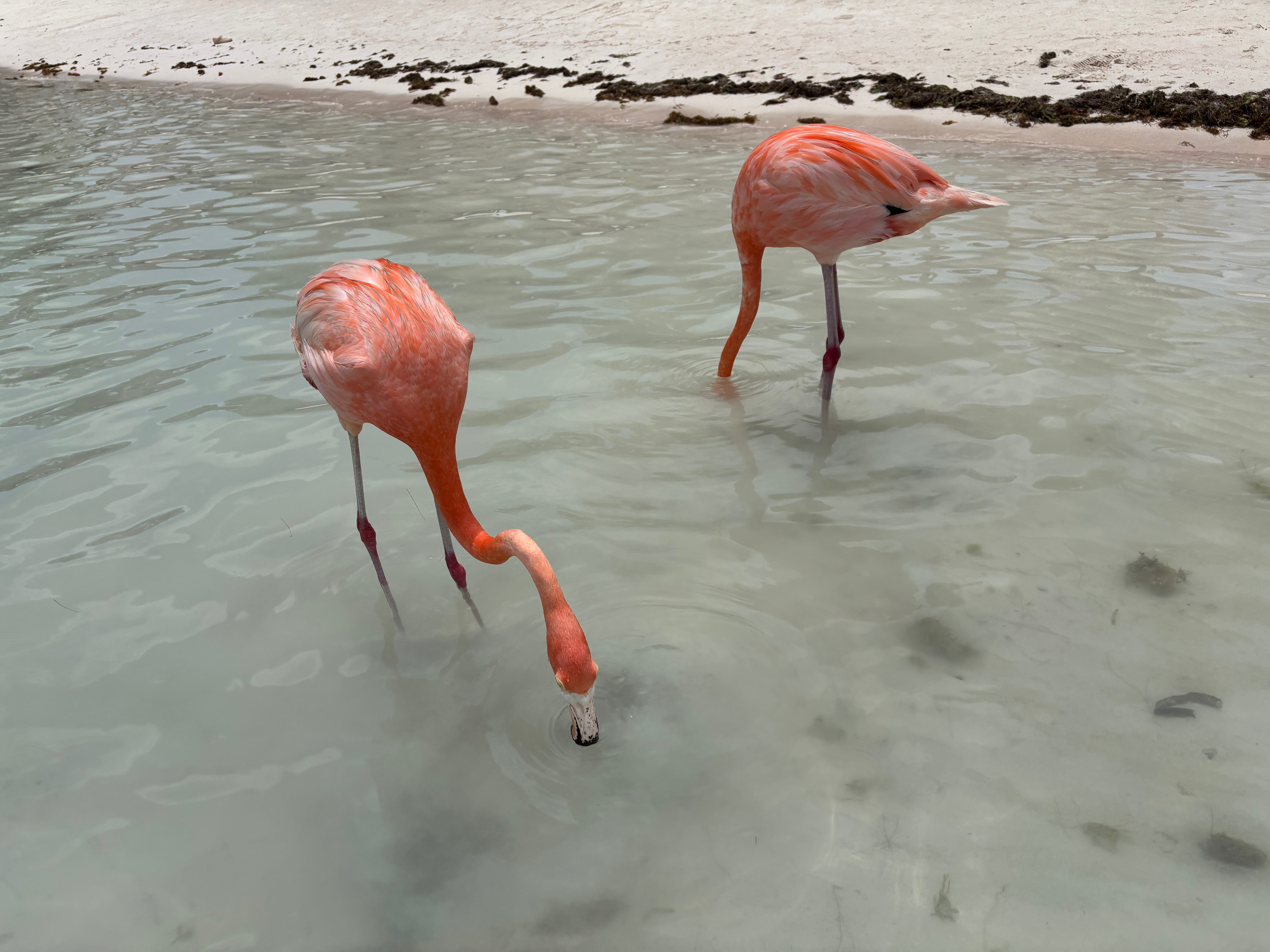 two flamingos drinking out of water