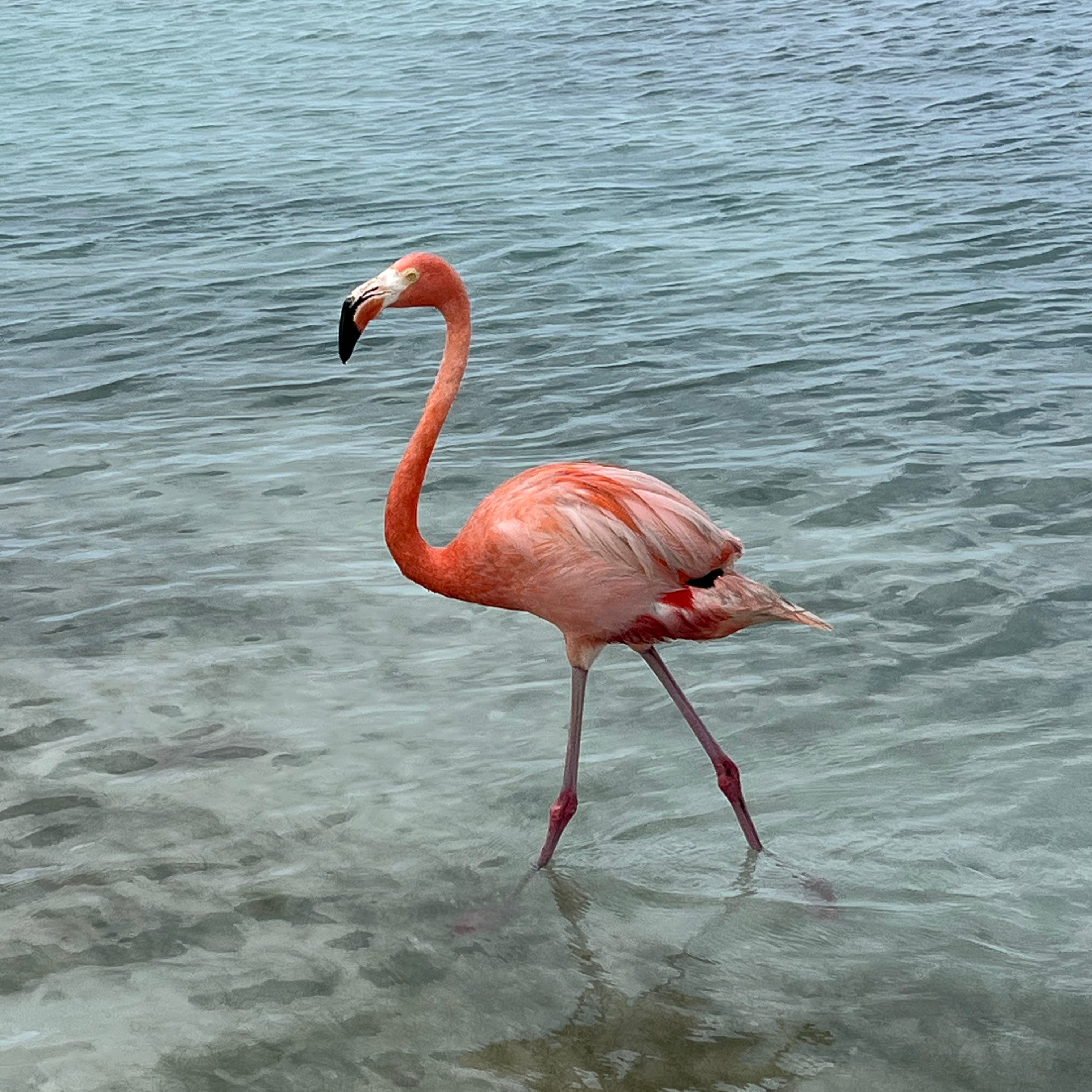 a flamingo walking in water