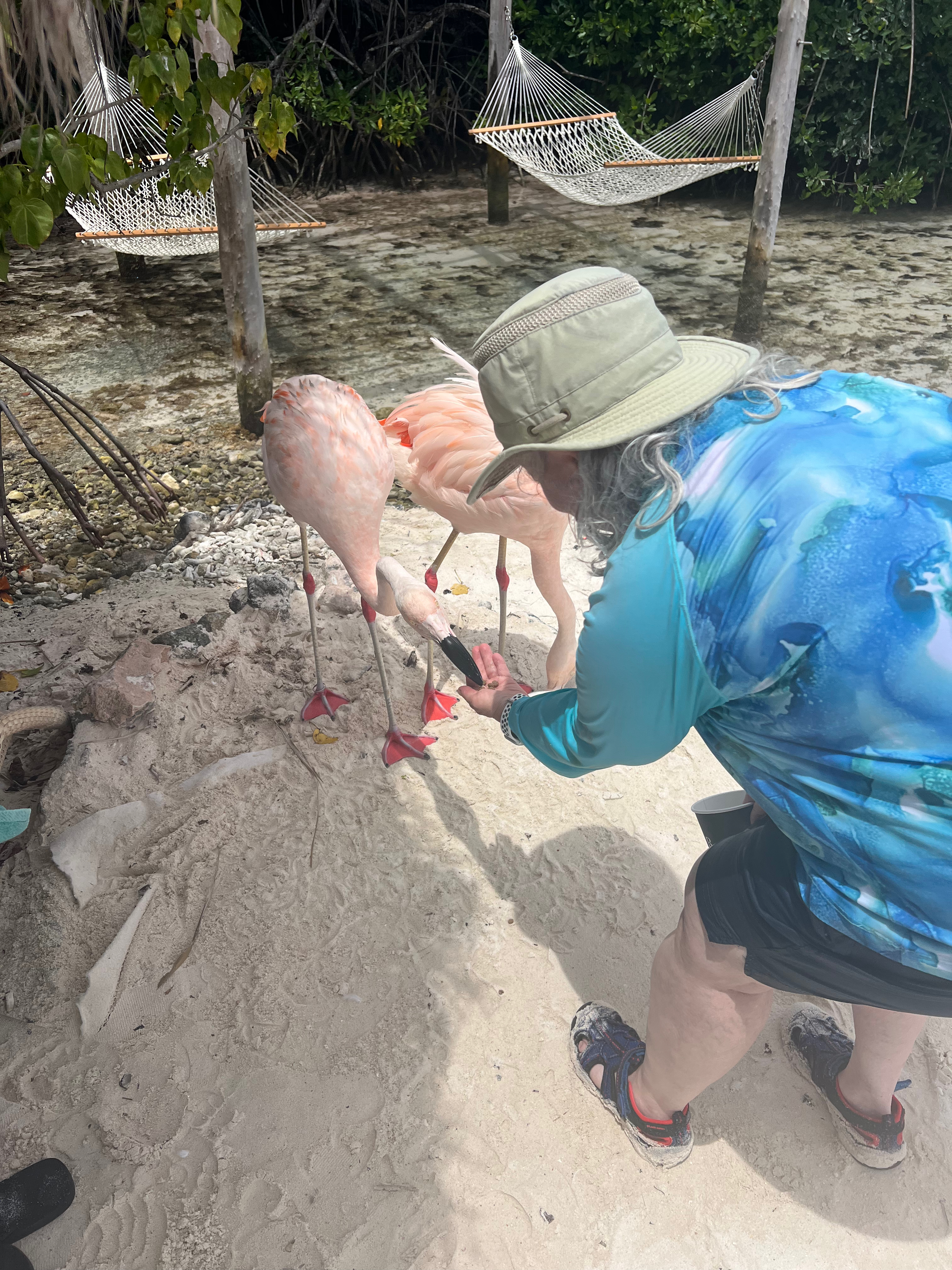 a person feeding flamingos on sand