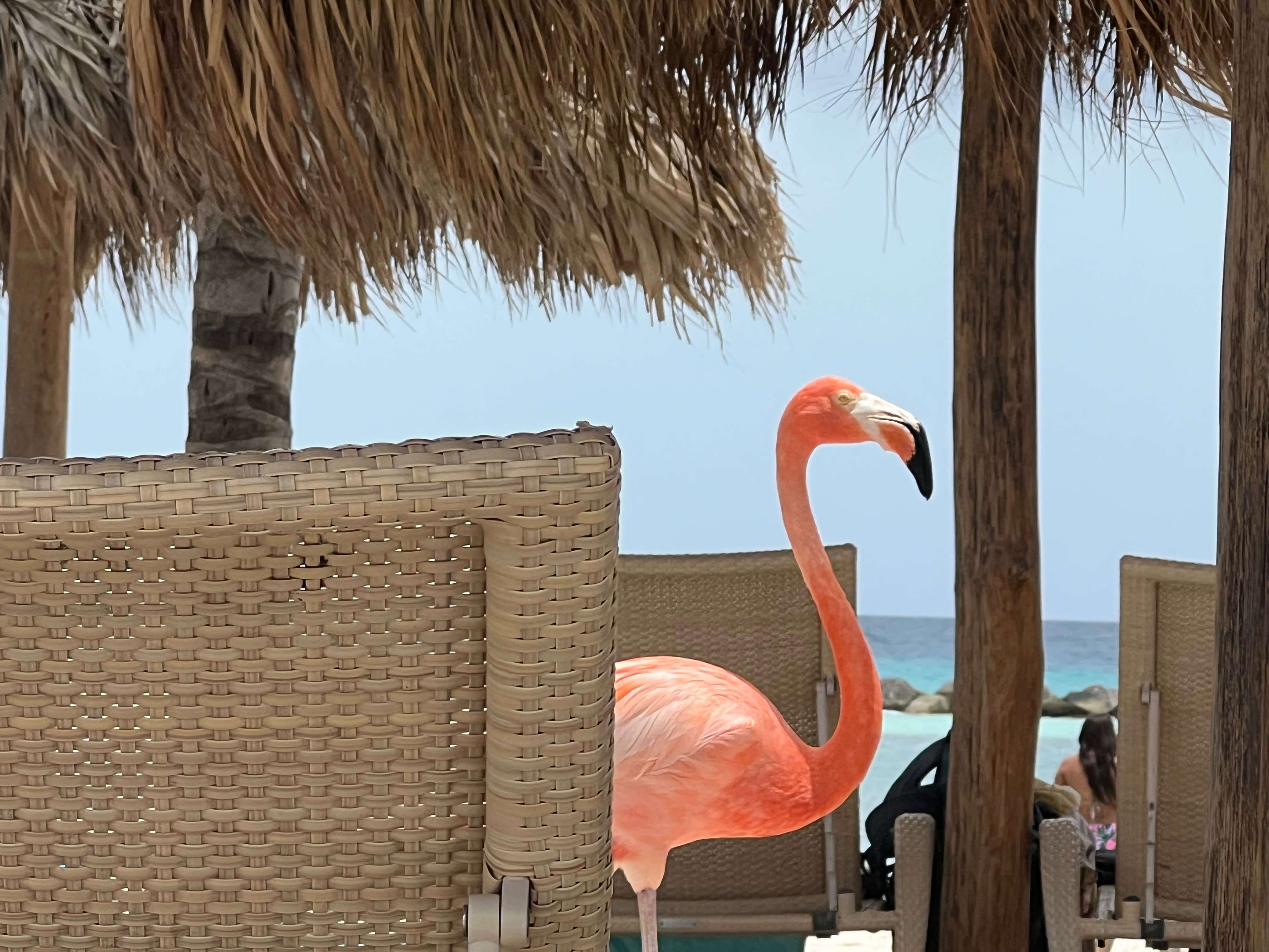 a flamingo standing in a chair on a beach