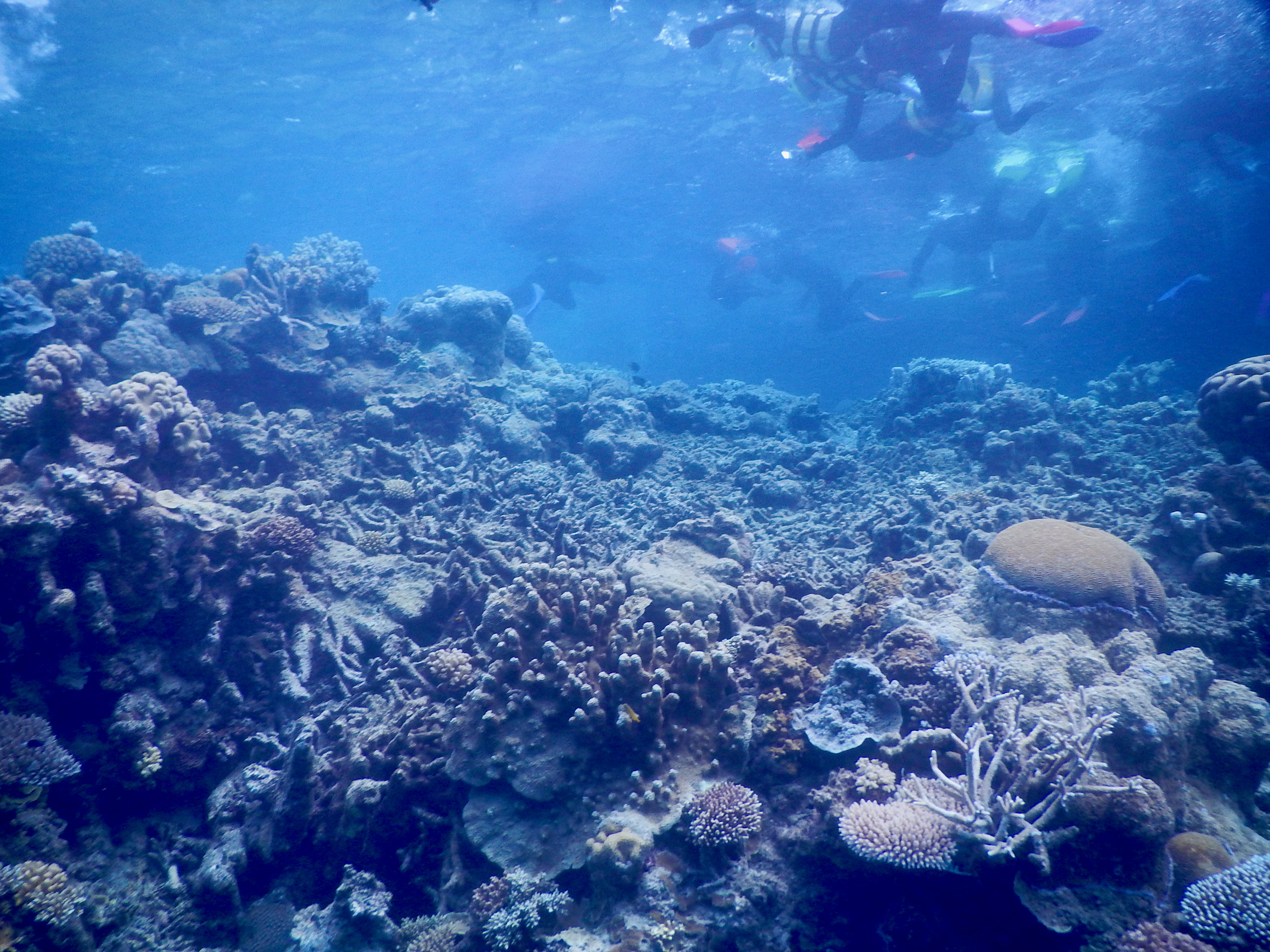 Snorkelers above coral formations in the Great Barrier Reef with fish visible in the water