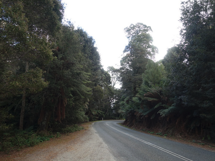 a road with trees around it